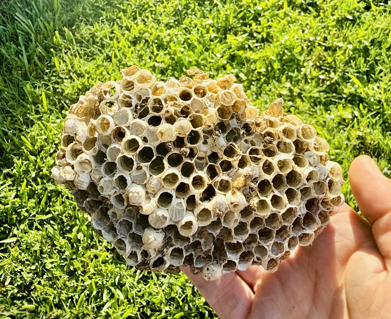 Wasp Removal