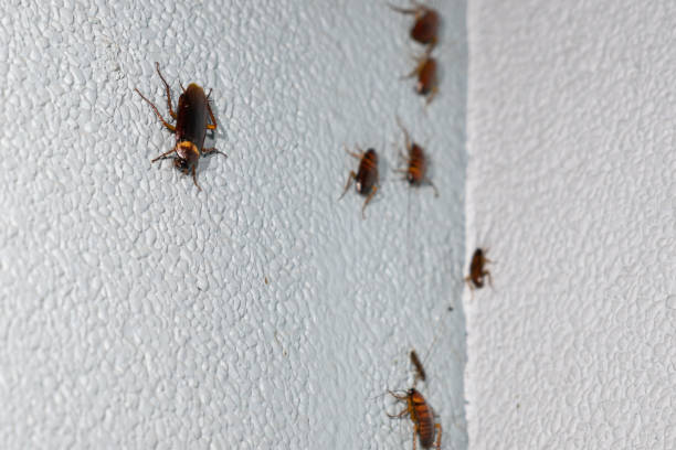 cockroach sarasota fl