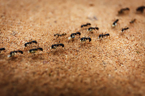 ants in sarasota fl