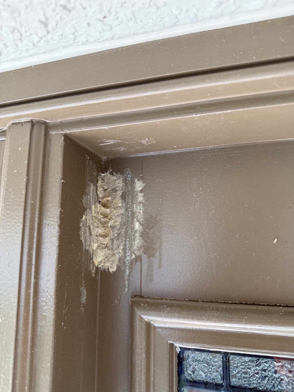 Mud dauber nest attached to a door frame before removal in Lakewood Ranch